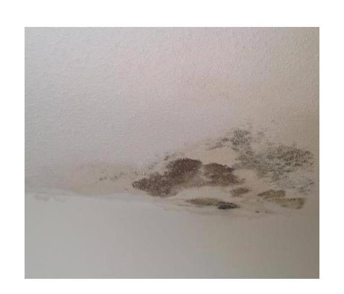 White bathroom ceiling with large dark spots of mold