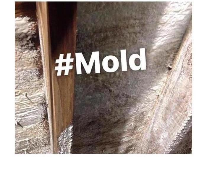 Mold growing in a crawl space