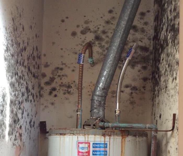 Hot Water Heater Closet walls covered with Mold