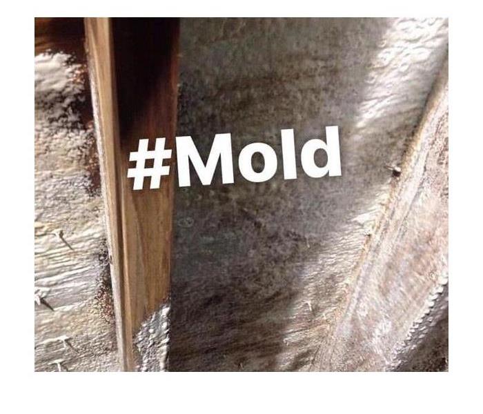 Mold showing in the wall in the foreground is hashtag Mold